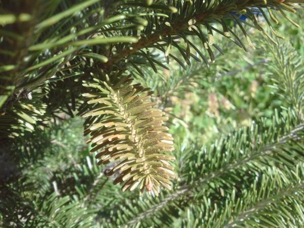 Image of a Fraser fir shoot discolored from rust mite damage