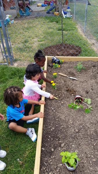 Children place seedlings in the dirt of a raised bed