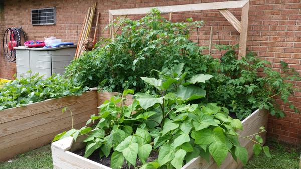 Raised beds with a variety of plants in front of brick wall