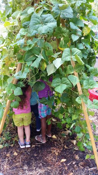 Harvesting beans from a vine-covered teepee.