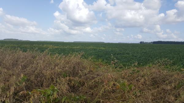 Photo of root knot nematode damage in a soybean field