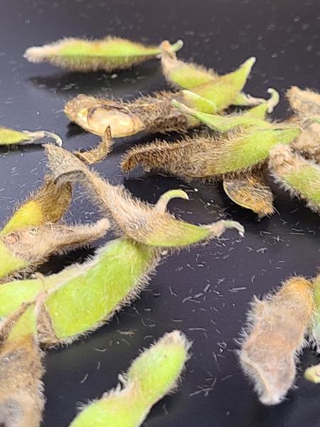 Thumbnail image for Anthracnose of Soybean