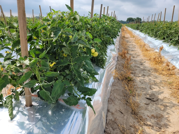 Tomato plants are planted in rows with silvery metallic looking mulch that reflects light