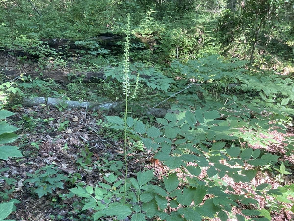 Black cohosh (Actaea racemosa) in flower growing in the woods