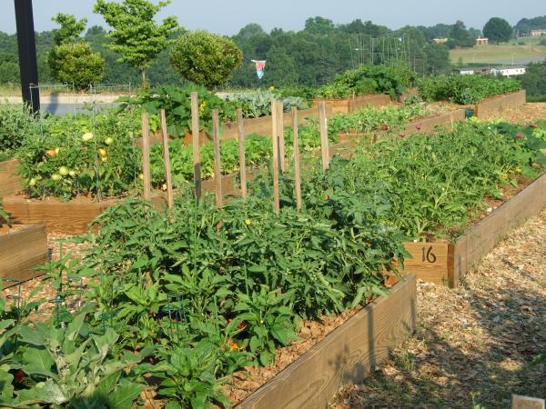 community garden plot design