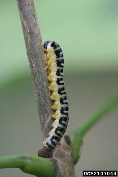 A yellow and black caterpillar-like insect rests on a twig.