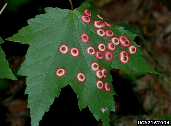 red and white bullseye spots cover maple leaf