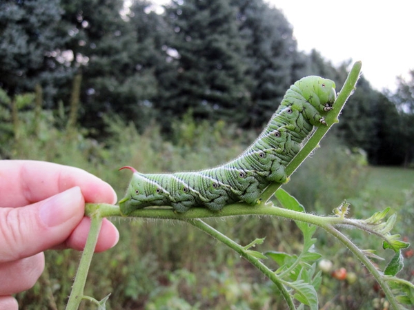 A large green caterpillar with a wrinkled skin texture.