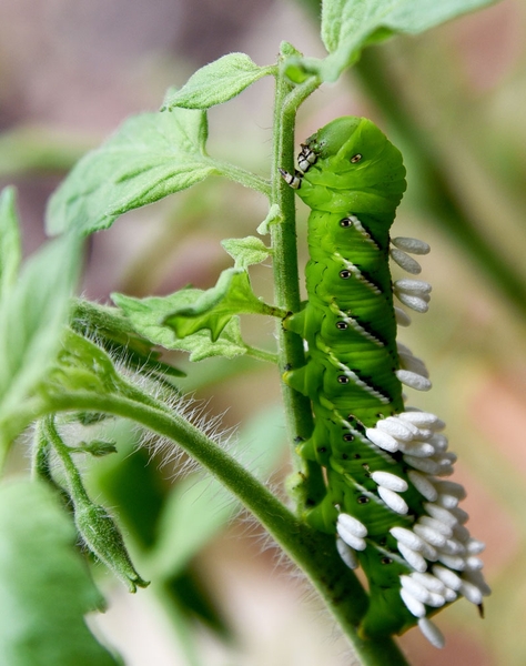 Hornworm larva that has been parasitized with insect eggs sticking out of its back.