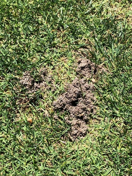 Top view of short turf with an area of excavated soil with holes visible.