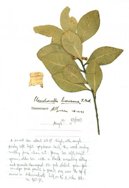 Pressed plant with written description of the plant