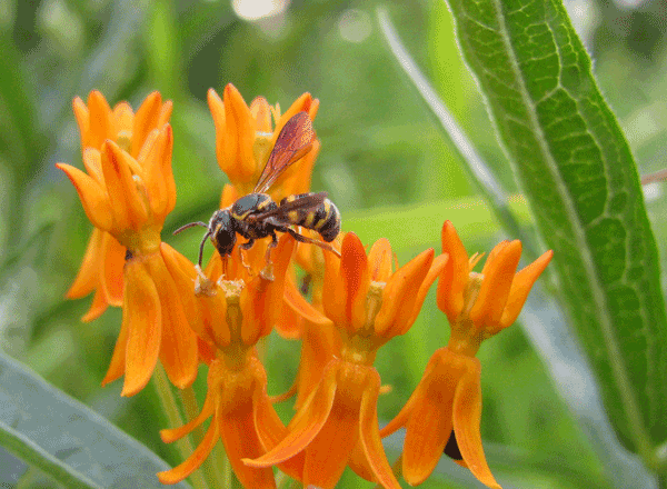 Bee on small orange flowers.
