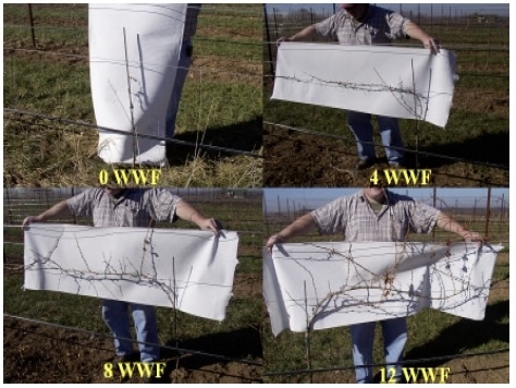 Photos of vine growth at 0 weeks weed free (WWF), 4 WWF, 8 WWF, and 12 WWF. with vigorous growth shown after 12 WWF
