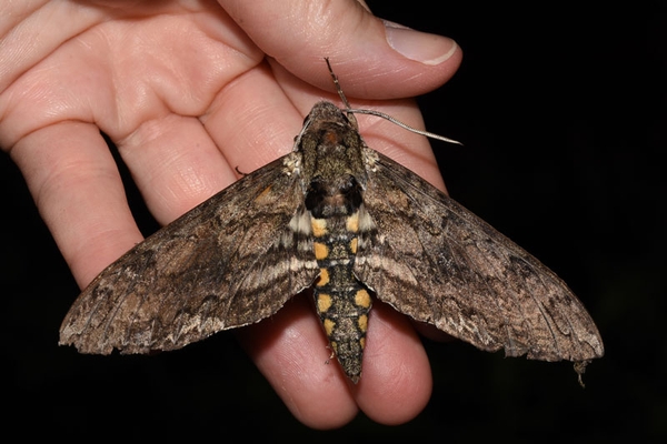 An adult hornworm moth with brown markings on wings.