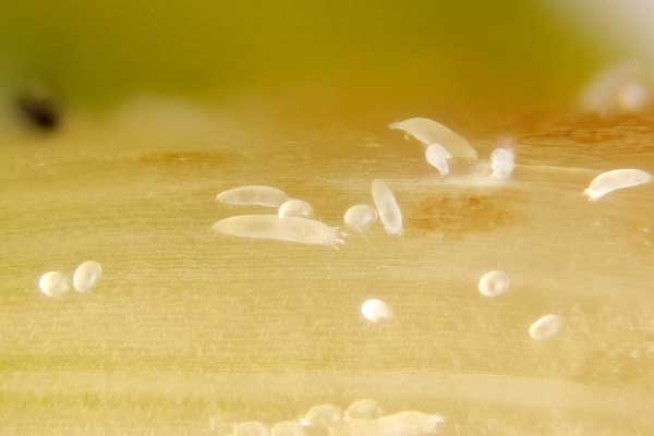 Small round objects are eggs. Oval-elongate objects are multiple life stages.