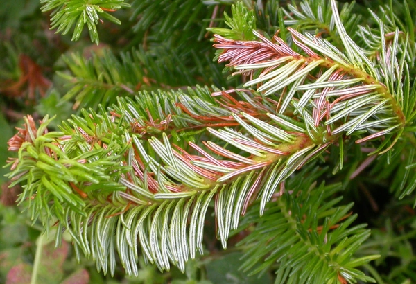 Fraser fir shoot with necrotic needles and curled stems caused by 2,4-D