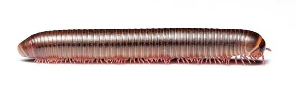 Side view of coppery-colored, multisegmented millipede.