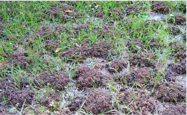 A lawn with dozens of soil bumps caused by earthworm castings.