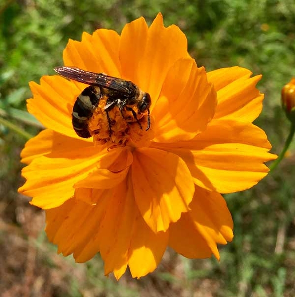 Dark colored wasp on yellow-orange flower.