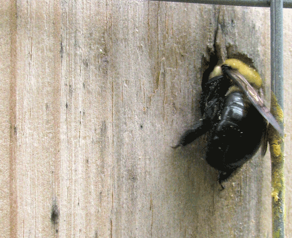 Large bee entering a hole in wood.