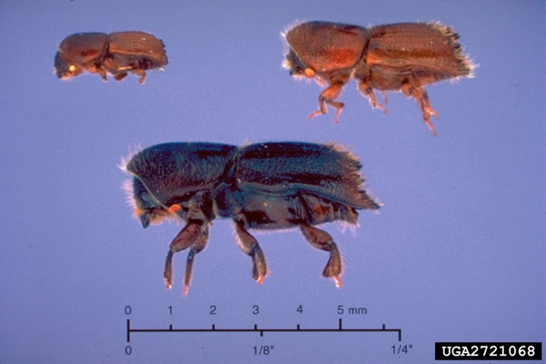 Three beetles of different sizes on blue background. All beetles have spines on their hind end and are brown or brown-black in color.