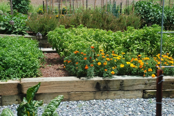 raised bed with marigolds at front.