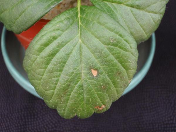 Initial magnesium deficiency on the lower leaves.