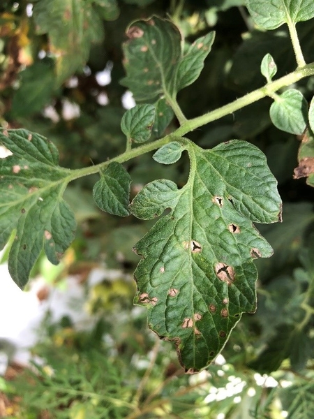 Gray leaf spot on tomato in later stages of disease development