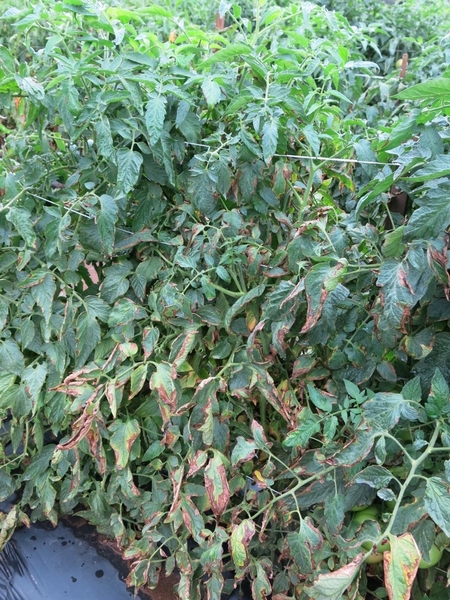 very damaged, yellow, wilted tomato plants