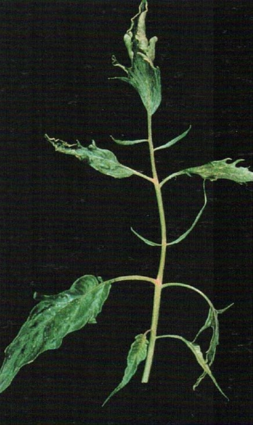 Shoestring leaves caused by infection with CMV