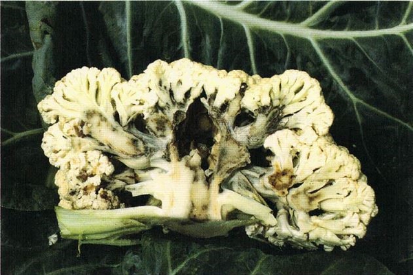 Brown discoloration of internal tissue of cauliflower curd cause