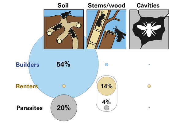 Stem/wood nesting bees are more likely to rent than other bees.