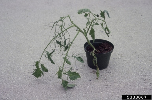 Diseased tomato plant with malformed leaves