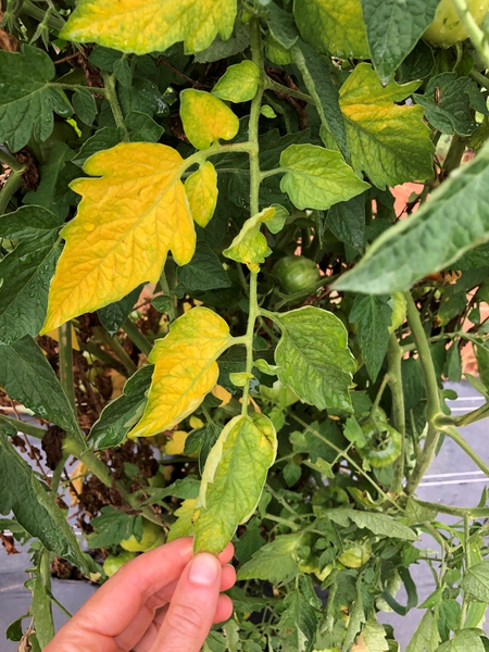 Foliar symptoms (one-sided yellowing) of Fusarium wilt
