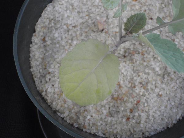 Photo of lower leaf with initial stages of nitrogen deprivation