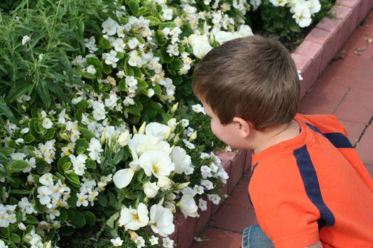 Photo of young boy smelling flowers