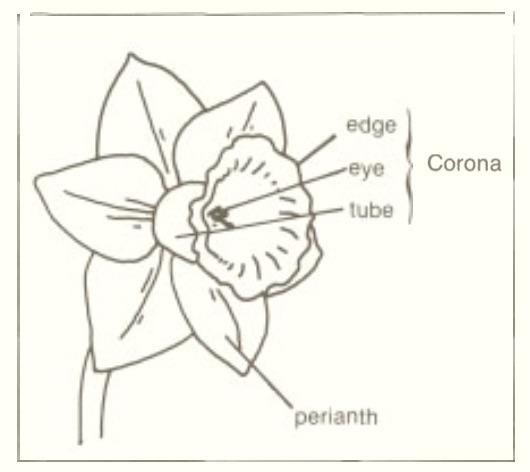 Figure 2. Flower parts used in daffodil classification.