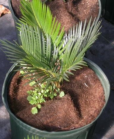 Potted plant with weeds near the center  of mulch disk