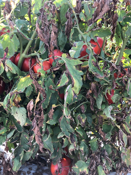 Foliar symptoms of Verticillium wilt on tomato plants