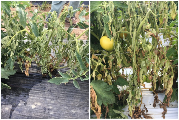 Two views of damaged tomato plant