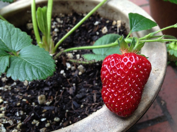 A strawberry growing in a container.