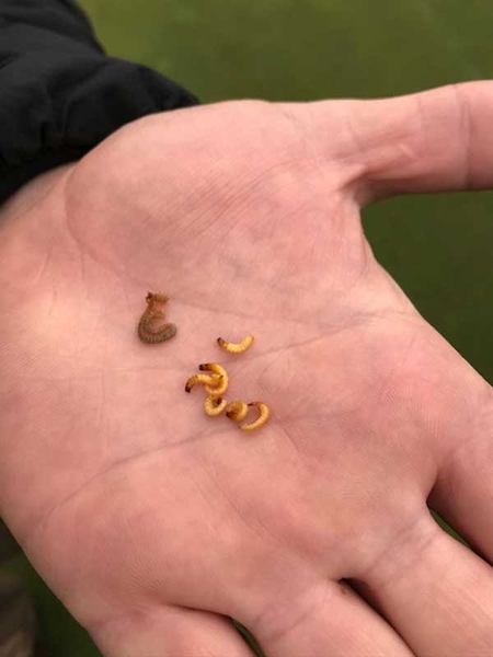 Several curled wireworms in the palm of a person’s hand.