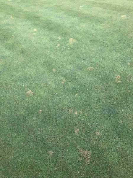 Top view of short-mown green turf with scattered pale-yellow patches.