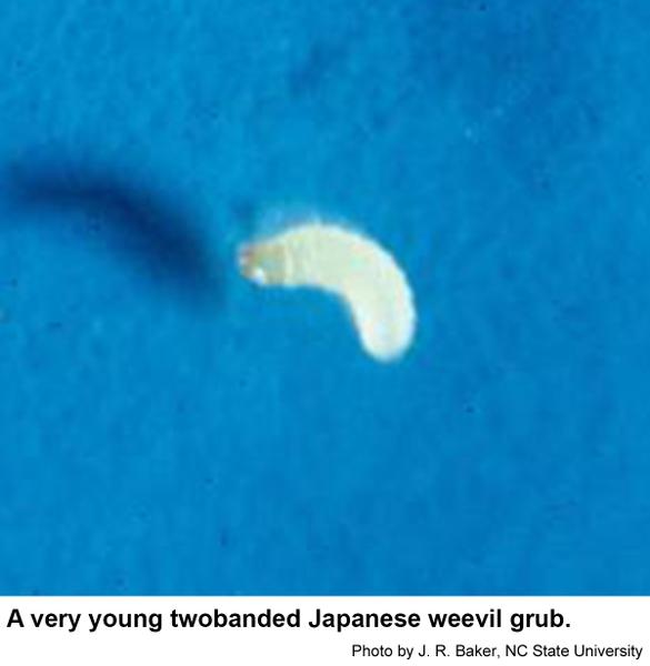 Twobanded Japanese weevil grub