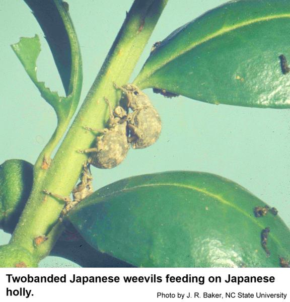 Twobanded Japanese weevils feed