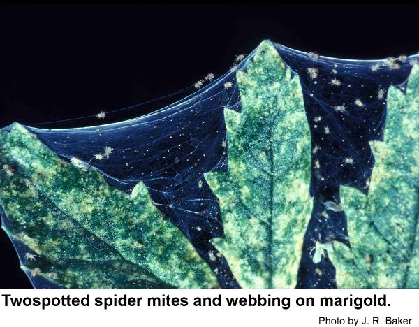 ted spider mites often web