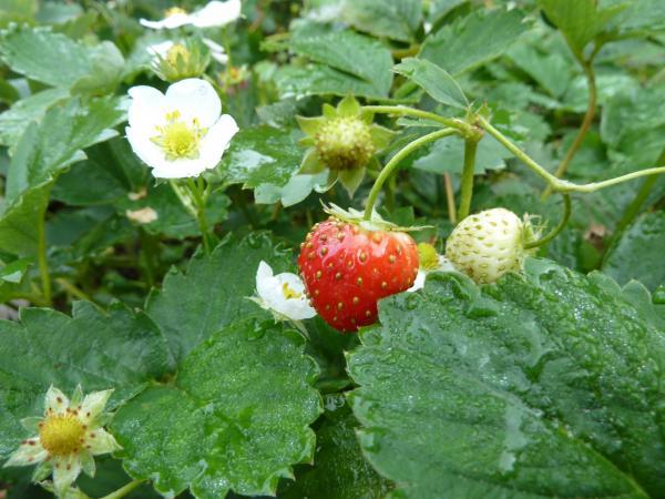 Photo of strawberry plant with one ripened berry and some flowers