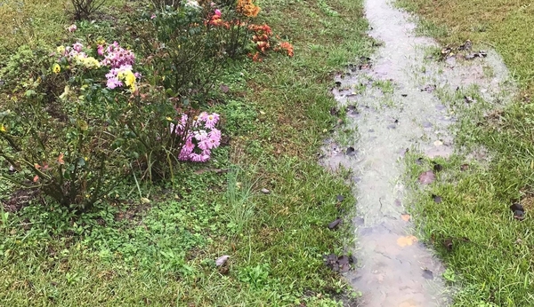 Flooded water next to flowering shrubs