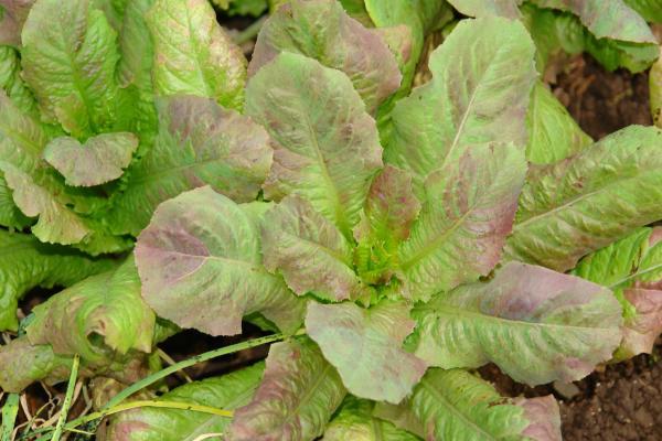 Lettuce with purple splotches on leaves