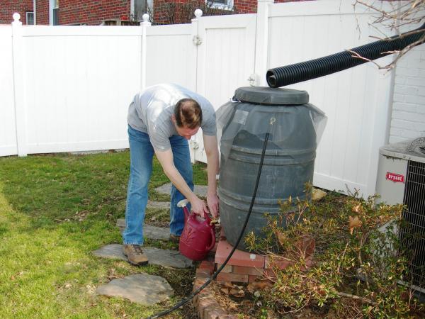 Person fills watering can from rain barrel